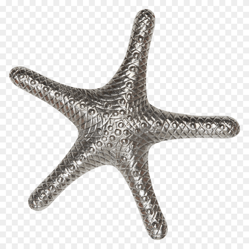 1559x1558 Silver Starfish, Invertebrate, Sea Life, Animal HD PNG Download