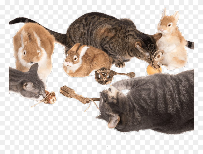 769x578 Silvervine And The Catnip Plant What39s The Difference Domestic Short Haired Cat, Animal, Pet, Mammal HD PNG Download