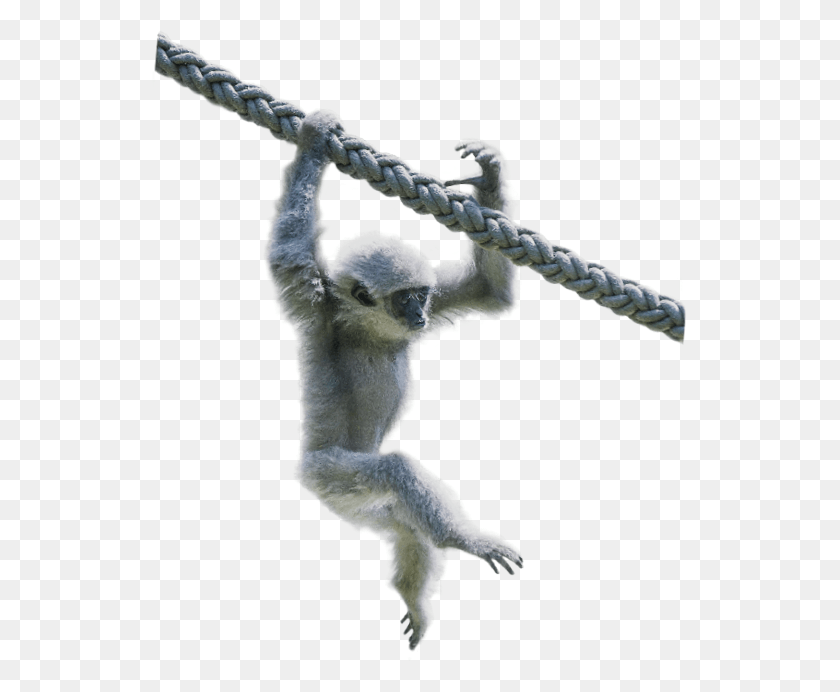537x632 Silvery Gibbon Spider Monkey, Wildlife, Animal, Mammal HD PNG Download