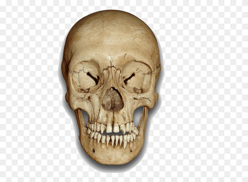 453x556 Similar Skeleton Head Image Skull Front View, Teeth, Mouth, Lip HD PNG Download