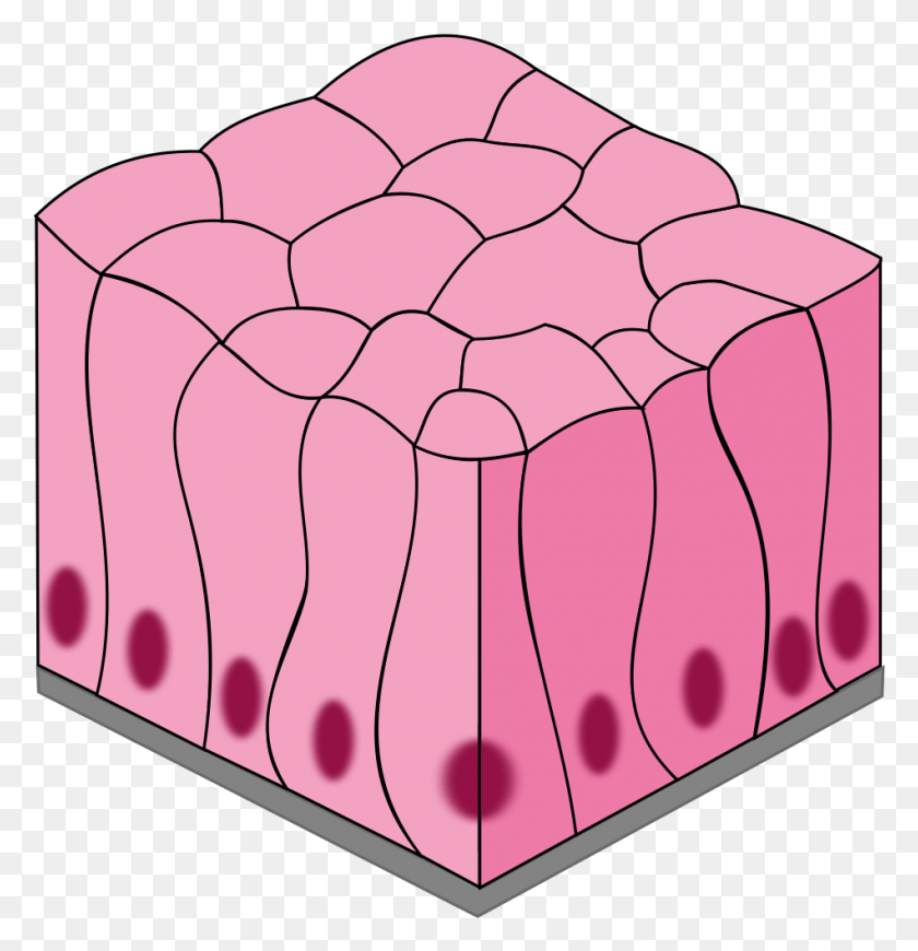 949x986 Simple Columnar Epithelium Tissue Columnar Epithelial Tissue, Teeth, Mouth, Lip Descargar Hd Png