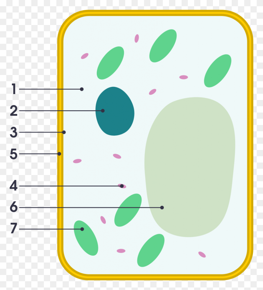 808x900 Simple Diagram Of Plant Cell Simple Plant Cell Labeled, Number, Symbol, Text HD PNG Download