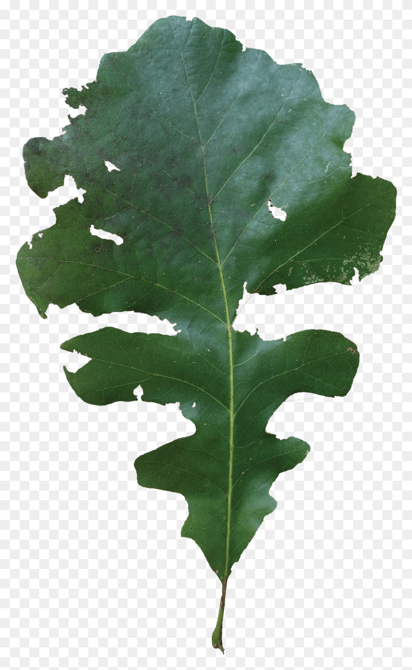 1143x1914 Simple Mossy Cup Oak, Leaf, Plant, Tree Descargar Hd Png