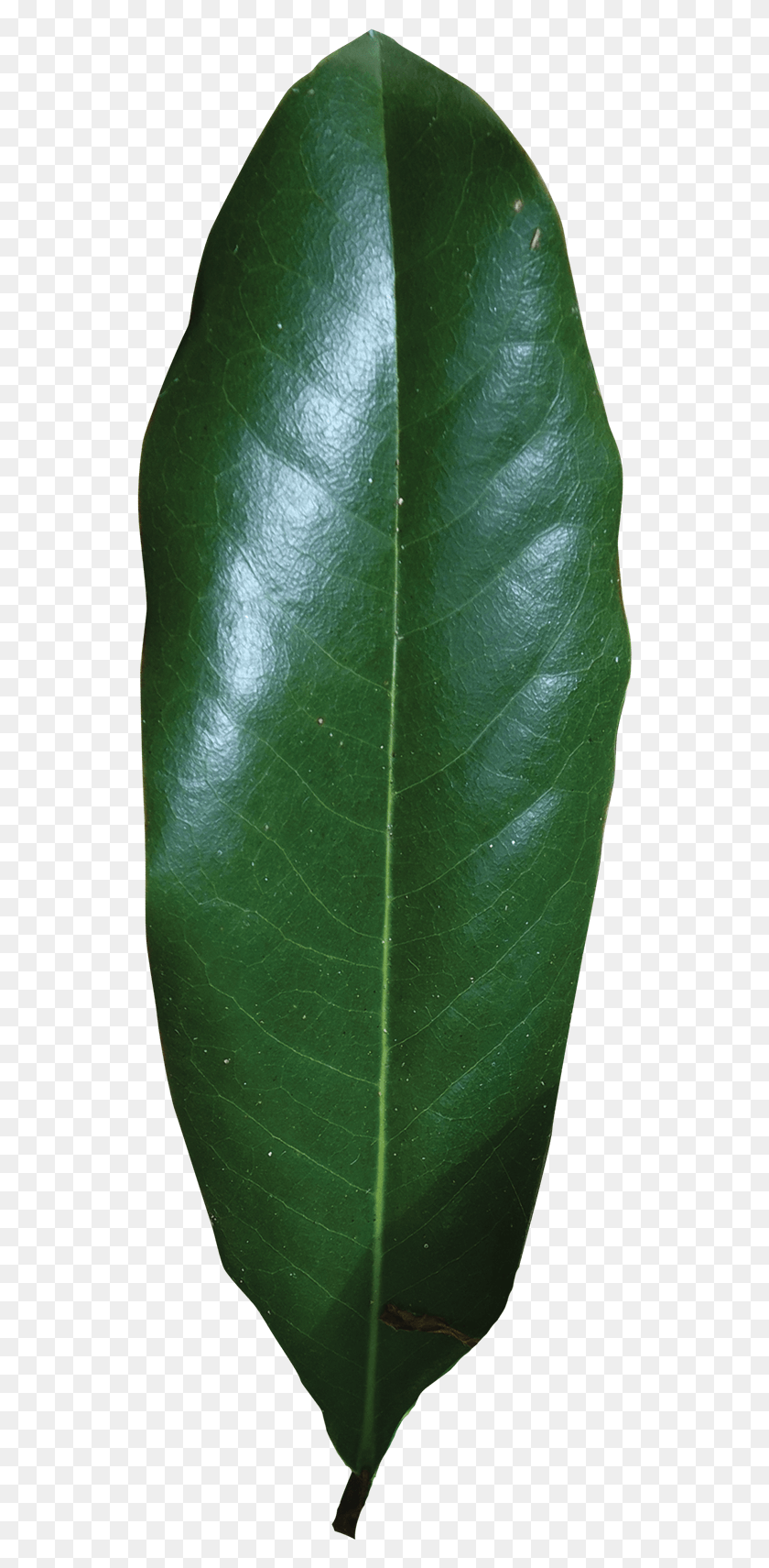 542x1651 Simple Southern Magnolia Leaf, Plant, Veins, Pineapple HD PNG Download