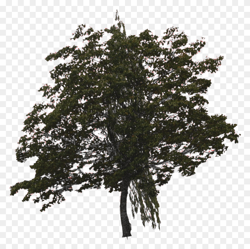 1090x1086 Simpletree American Larch, Tree, Plant, Nature HD PNG Download