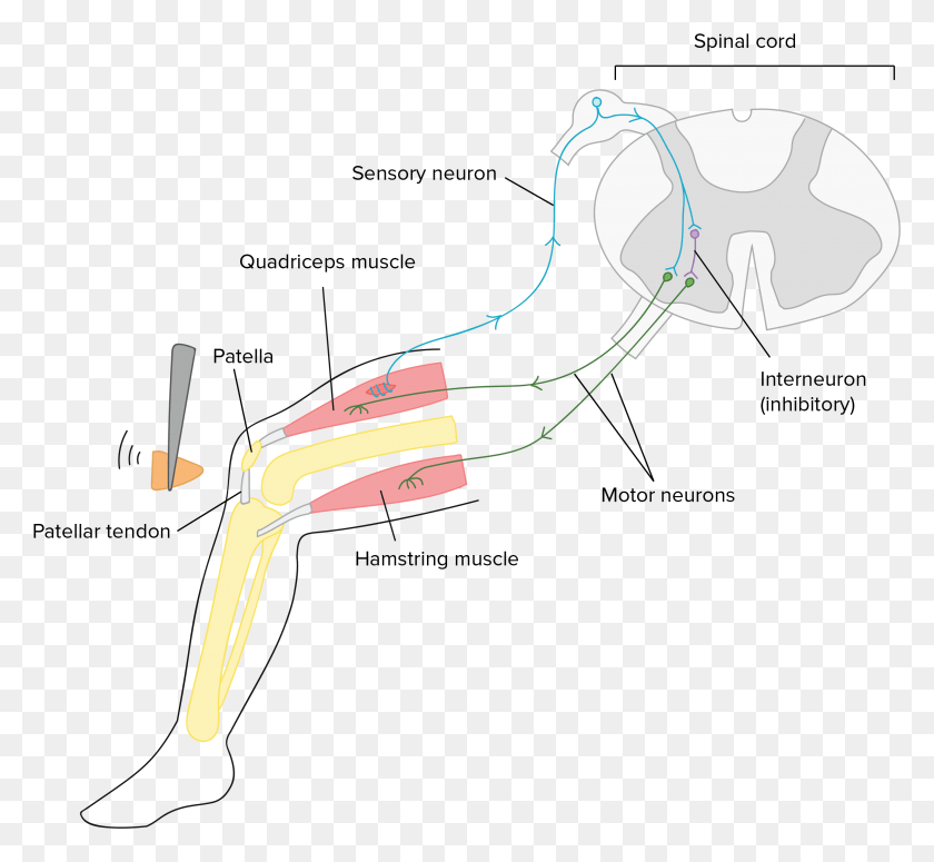 2587x2372 Simplified Diagram Of Neural Circuits Involved In The Simple Knee Jerk Reflex, Blow Dryer, Dryer, Appliance HD PNG Download