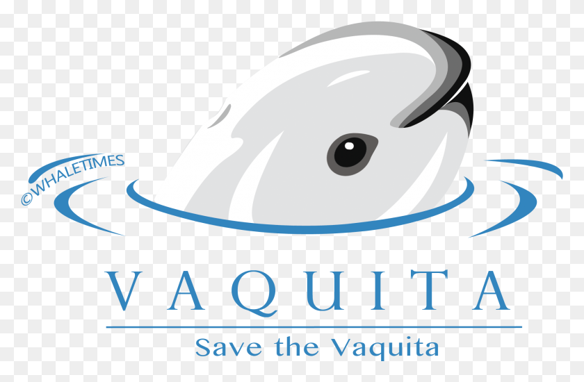 1873x1177 Since It Is Save The Vaquita Month We Thought We39d Save The Vaquita Poster, Text, Animal, Sea Life HD PNG Download