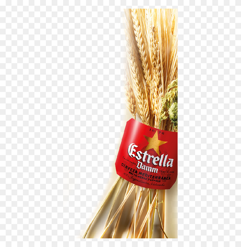 399x800 Since Then Estrella Damm Has Been Brewed Using The Estrella Damm, Plant, Wheat, Vegetable HD PNG Download