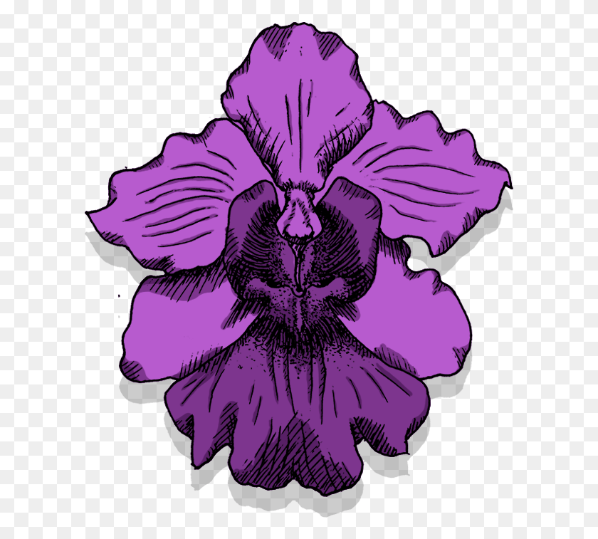 603x697 Singapore National Flower Singapore National Flower Icon, Plant, Iris, Blossom HD PNG Download