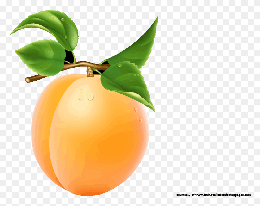 916x711 Single Apricot Transparent Image Fruits Name Clipart, Plant, Produce, Food HD PNG Download