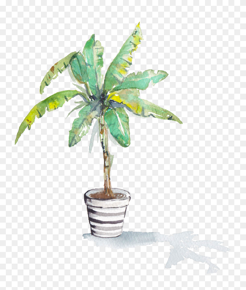 1758x2097 Descargar Png / Planta De Árbol De Plátano Png