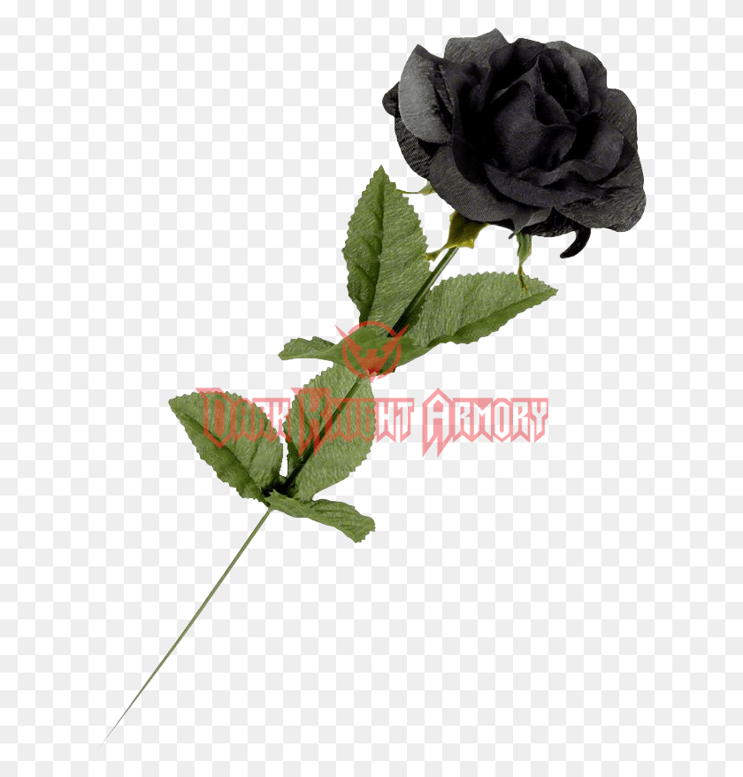 623x818 Single Black Flowers Rose, Flower, Plant, Blossom Descargar Hd Png