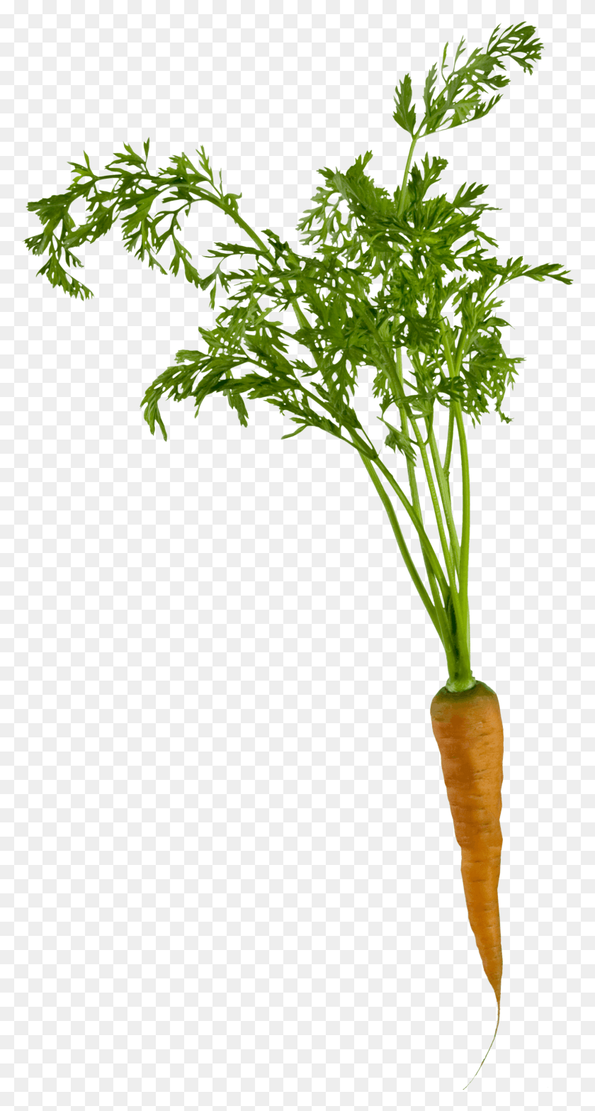 1552x3000 Single Carrot Carrot Root, Plant, Vegetation, Tree HD PNG Download