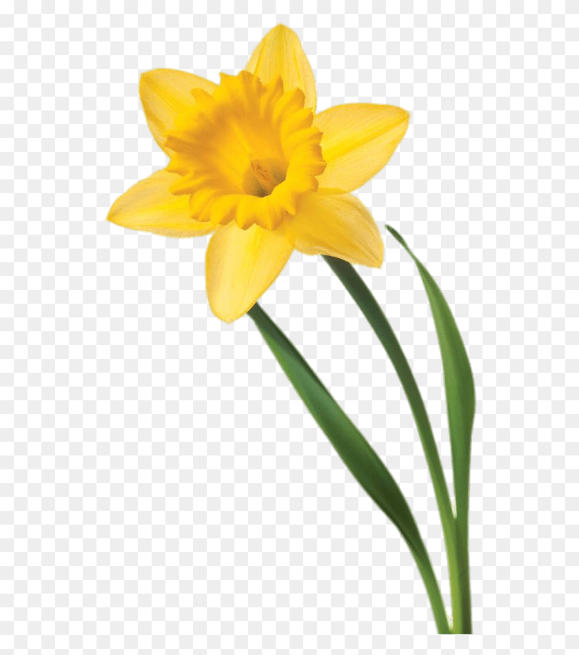 544x889 Single Daffodil, Plant, Flower, Blossom HD PNG Download