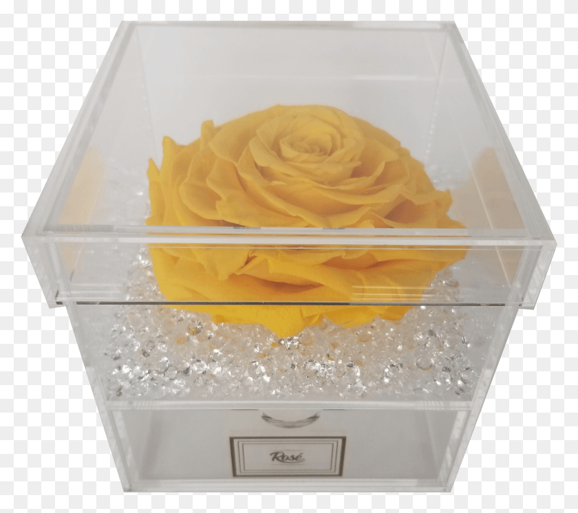 2593x2281 Single Flower Garden Roses, Plant, Rose, Blossom Descargar Hd Png