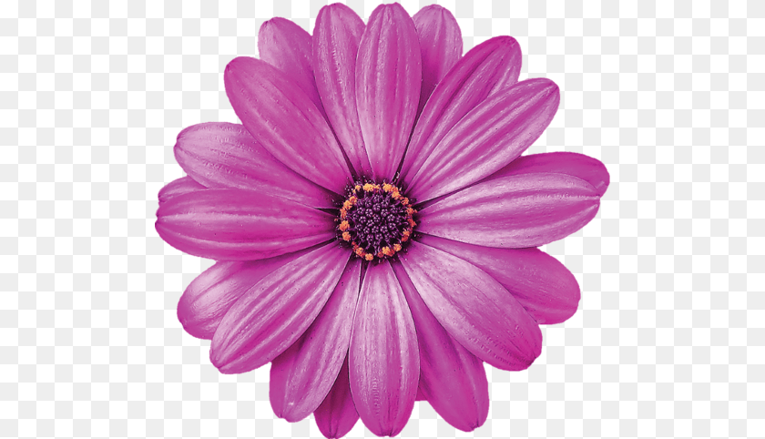 500x482 Single Flowers Daisy Flowers Purple Flowers Beautiful Good Evening Purple Flower, Dahlia, Plant, Petal, Anemone Sticker PNG