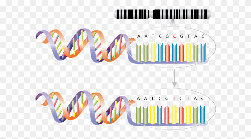 606x407 Single Nucleotide Polymorphism Substitution Mutation Single Nucleotide Polymorphism, Brush, Tool, Housing HD PNG Download