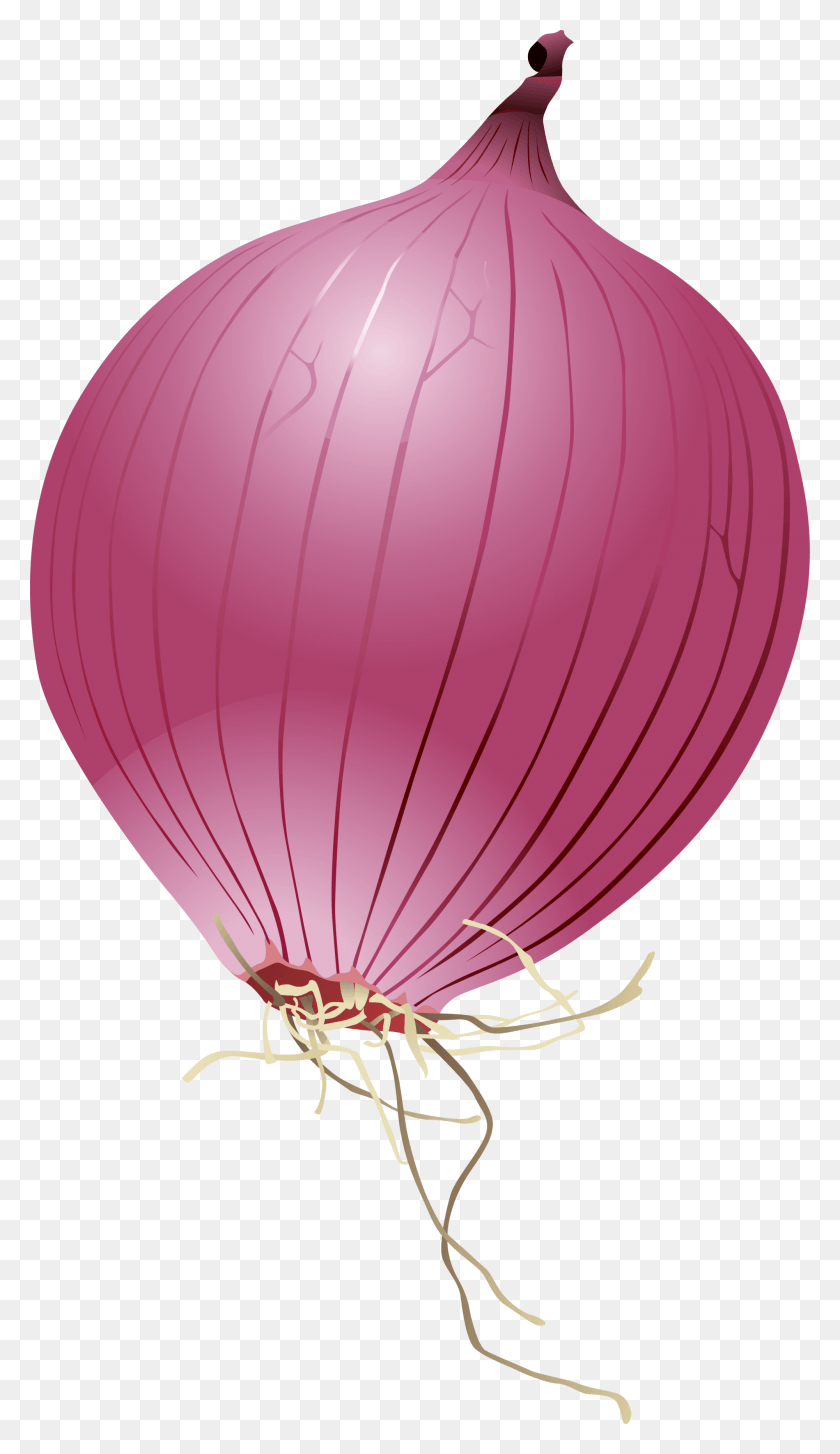2000x3575 Single Onion Photo Red Onion, Ball, Balloon, Parachute HD PNG Download