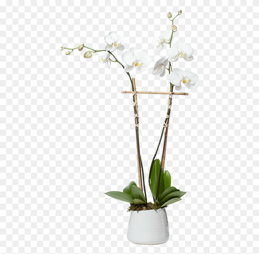 450x763 Single Orchid Planter Moth Orchid, Plant, Flower, Blossom HD PNG Download