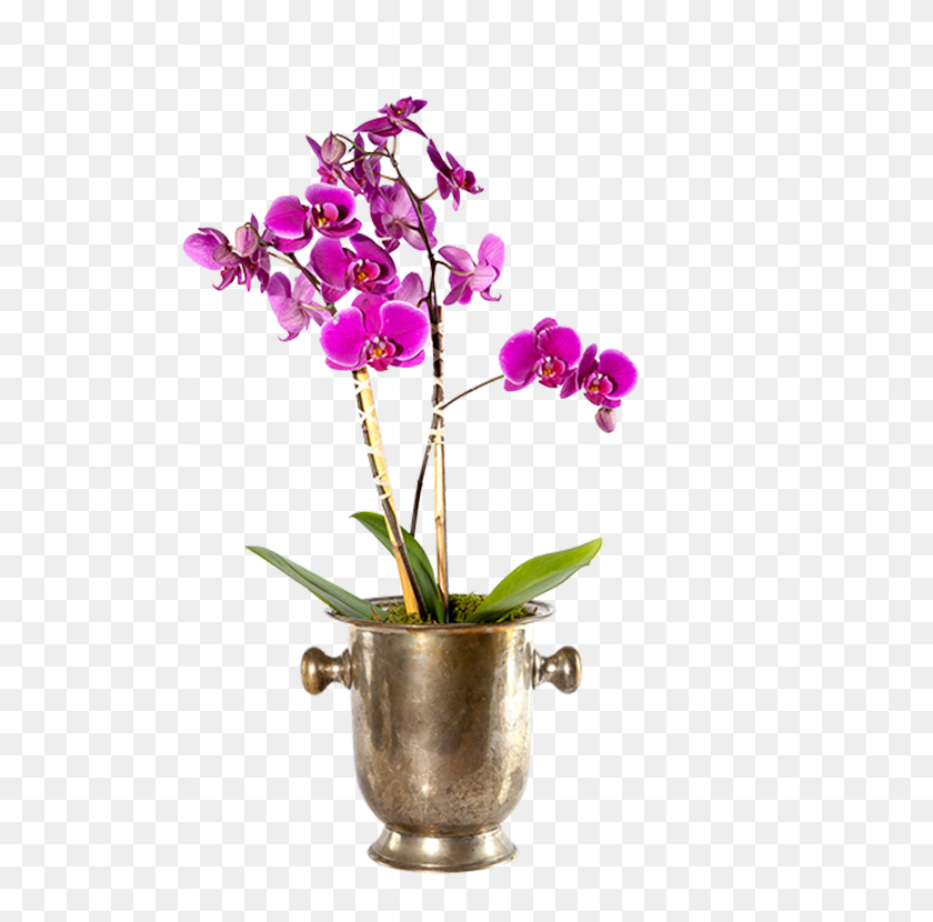580x770 Single Orchid Planter Moth Orchid, Plant, Flower, Blossom HD PNG Download