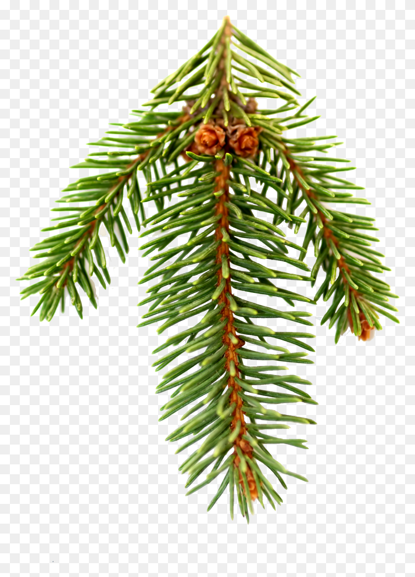 1601x2275 Single Pine Needle Transparent Pine Family, Tree, Plant, Fir HD PNG Download