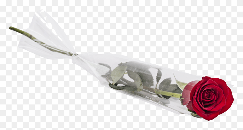 1530x762 Single Red Rose Delivery Valentines Day Single Stem Single Valentines Day Roses, Animal, Rose, Flower HD PNG Download