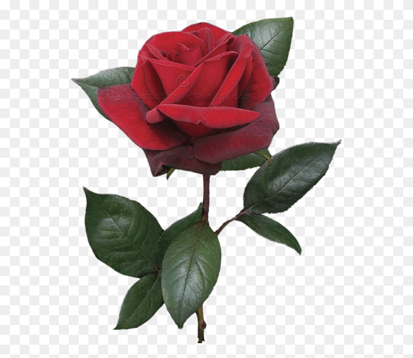 Single Red Rose On Stem Single Red Rose Bud, Rose, Flower, Plant HD PNG Download
