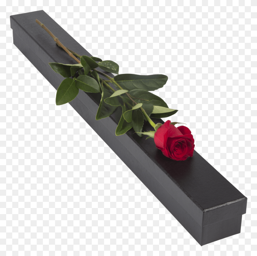 780x777 Single Red Rose Presentation Box Single Red Rose Box, Rose, Flower, Plant HD PNG Download