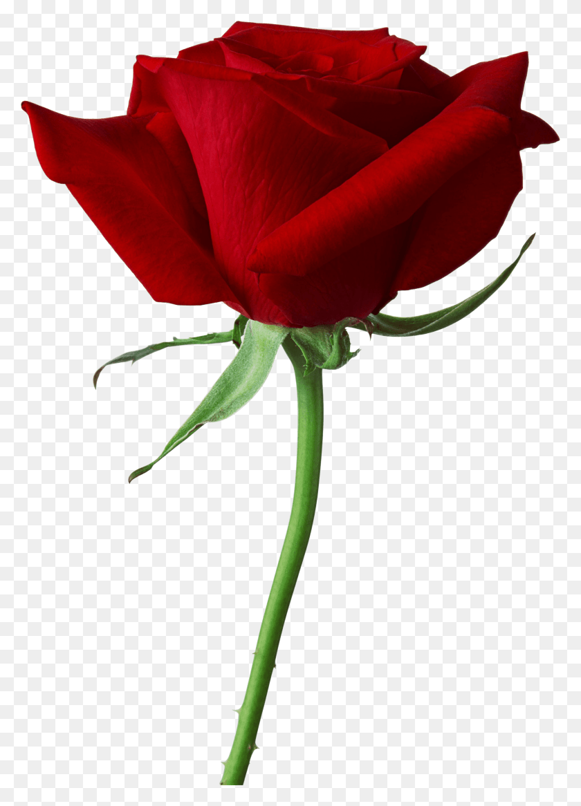 1881x2669 Одна Красная Роза На Прозрачном Фоне, Роза, Цветок, Растение Hd Png Скачать