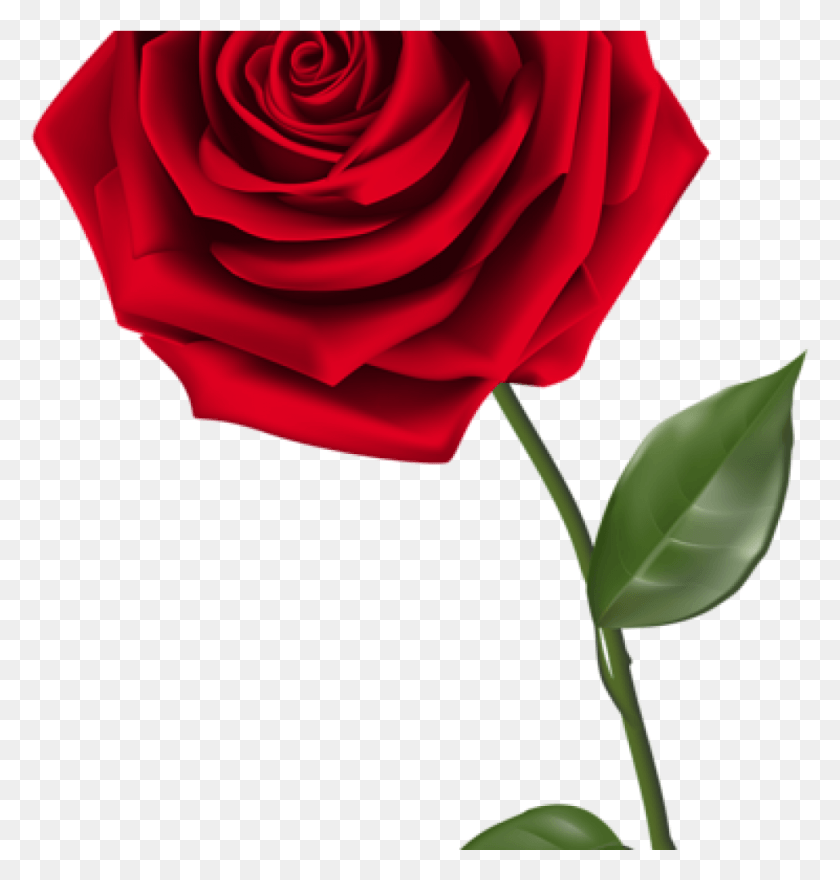 974x1025 Одна Роза Клипарт Одна Красная Роза Клипарт Изображение Прозрачного Фона Розы, Цветок, Растение, Цветение Hd Png Скачать