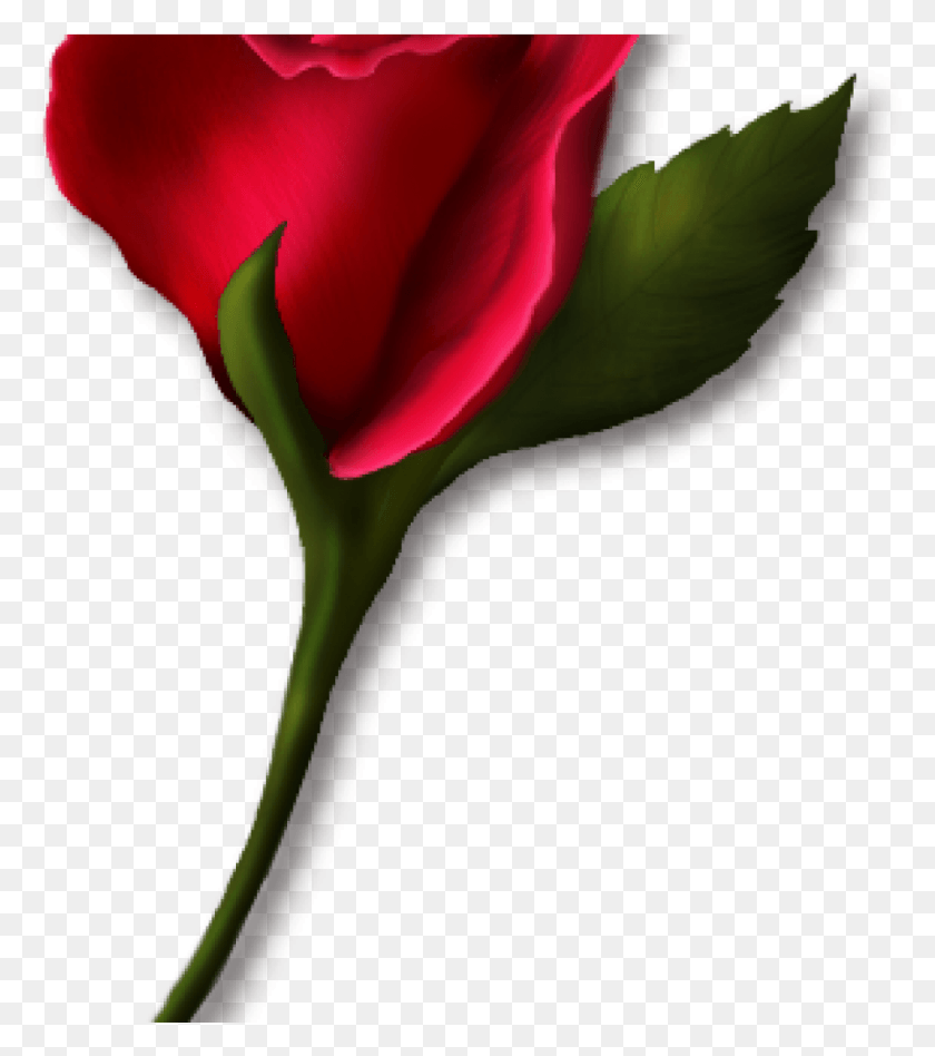 900x1025 Одиночная Роза Клипарт Одиночная Роза Клипарт Реальный Клипарт Одиночная Роза, Цветок, Растение, Цветение Png Скачать