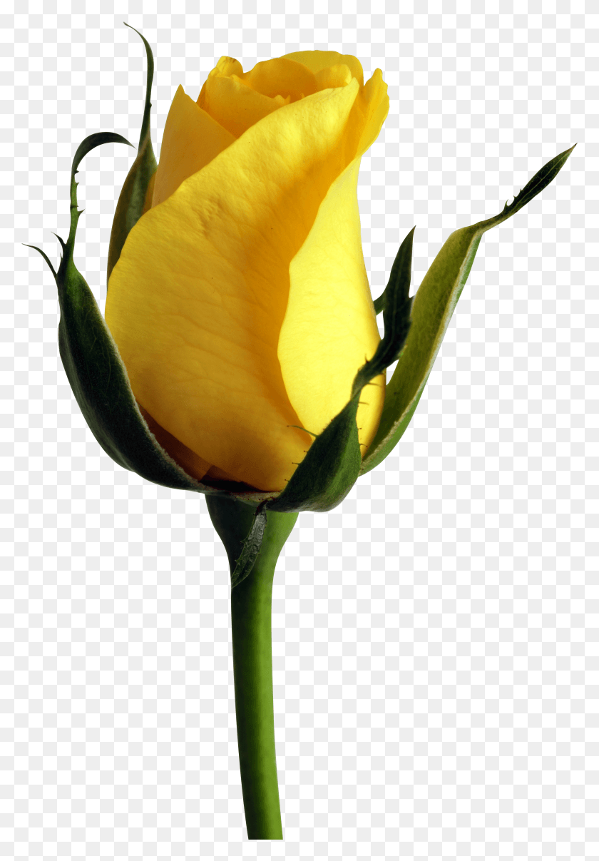 3010x4428 Single Rose Flower HD PNG Download