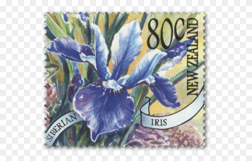 562x478 Single Stamp Iris, Postage Stamp, Chicken, Poultry HD PNG Download