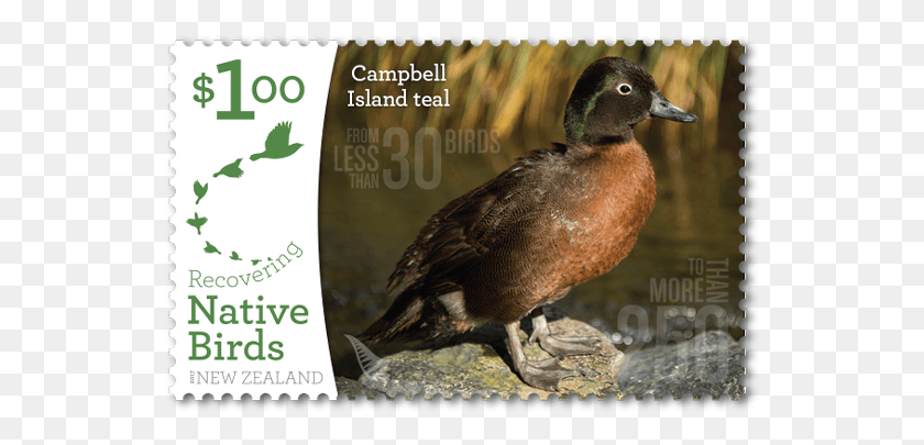 542x345 Single Stamp Stamp Island Bird, Animal, Waterfowl, Duck HD PNG Download
