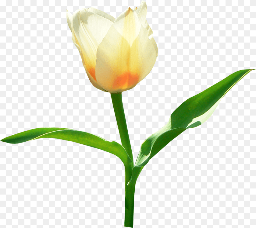 1331x1189 Single White Tulip, Flower, Plant, Rose PNG