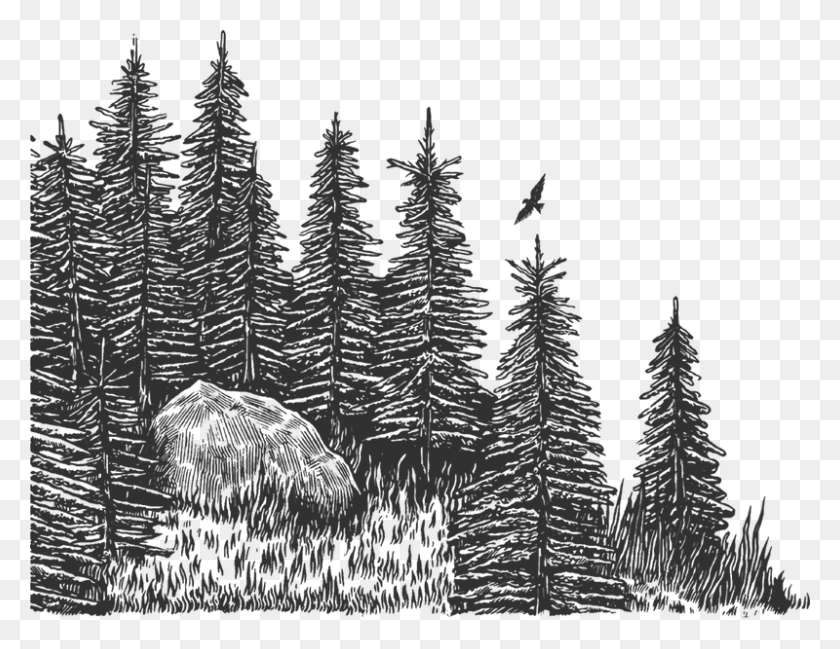 800x605 Site Built By Advntr Christmas Tree, Tree, Plant, Fir HD PNG Download
