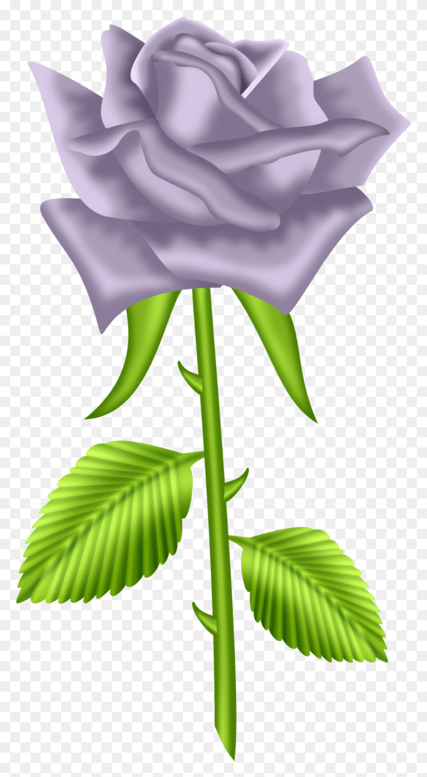 1096x2063 Site Russe Черно-Белые Розы Клипарт Дизайн Siempre Pienso En Ti Mi Ngel, Растение, Цветок, Цветение Hd Png Скачать