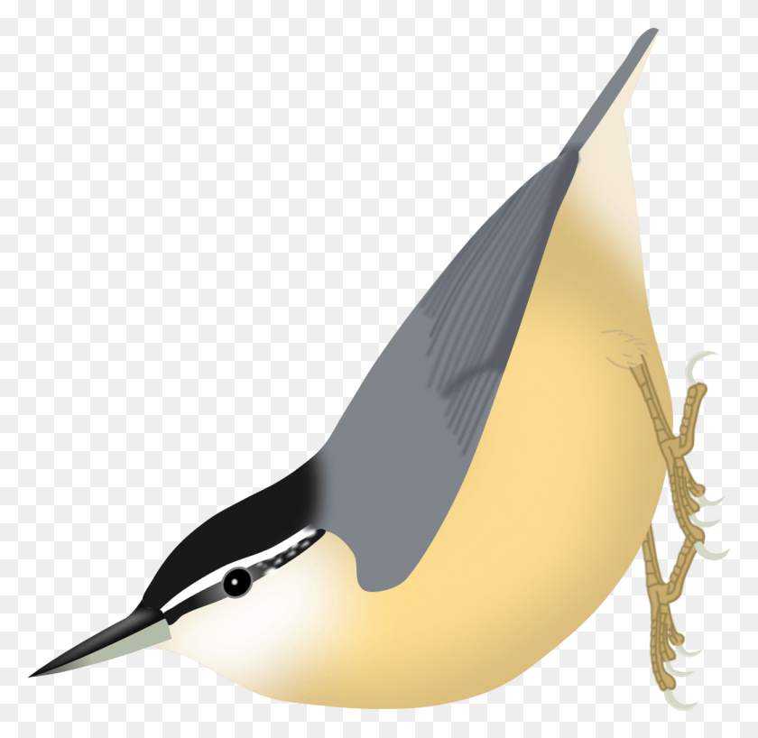 1047x1018 Sitta Villosa Woodpecker, Bird, Animal, Penguin HD PNG Download