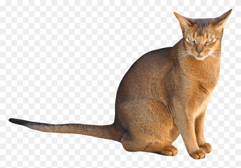 1600x1078 Сидящая Кошка На Прозрачном Фоне Кошка, Абиссинская Кошка, Домашнее Животное, Млекопитающее Hd Png Скачать