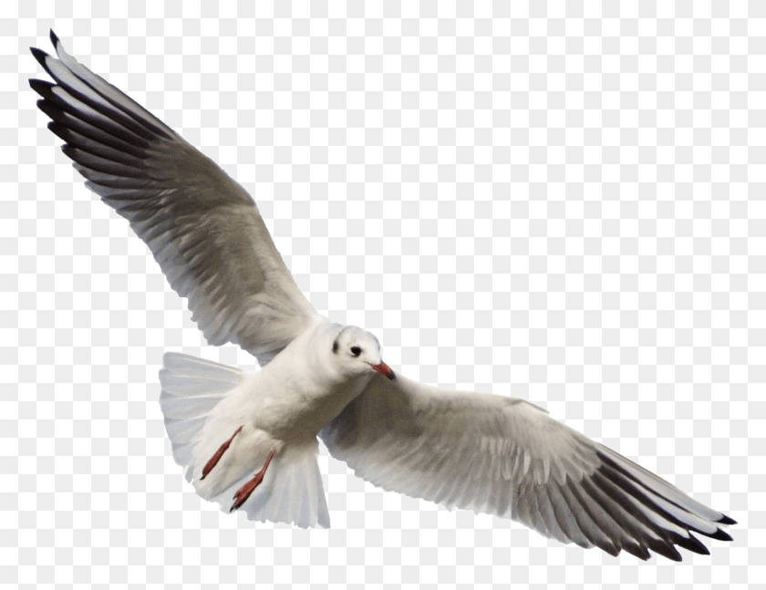 2086x1572 Skachat, Bird, Animal, Flying HD PNG Download
