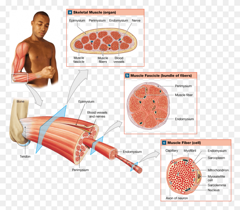 955x824 Скелетные Мышцы Содержат Мышечные Ткани Соединительные Кровеносные Сосуды В Мышечной Ткани, Человек, Человек, Оружие Hd Png Скачать