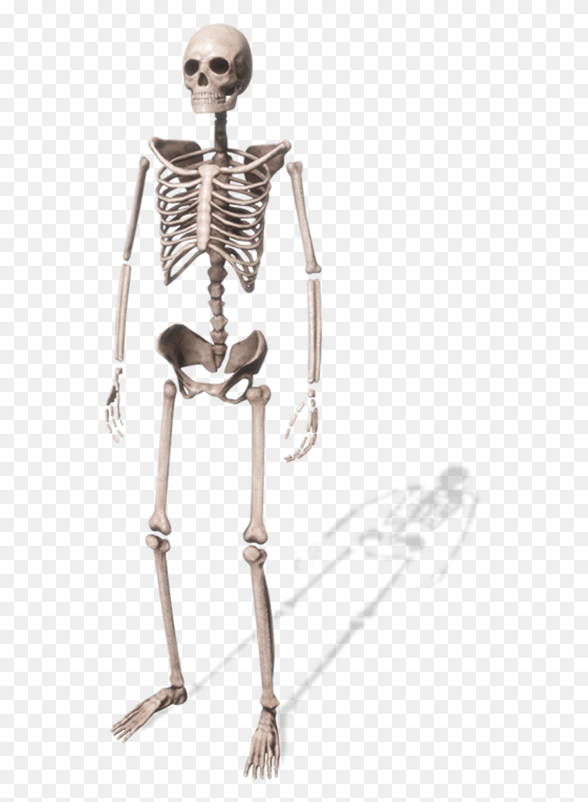 543x1086 Skeleton, Bow HD PNG Download