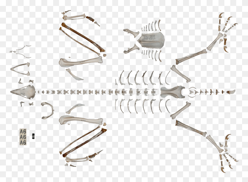 1032x736 Skeleton, Bird, Animal, Hair Slide HD PNG Download