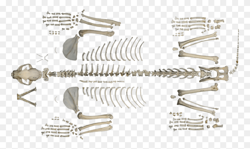 767x443 Skeleton, Dinosaur, Reptile, Animal HD PNG Download