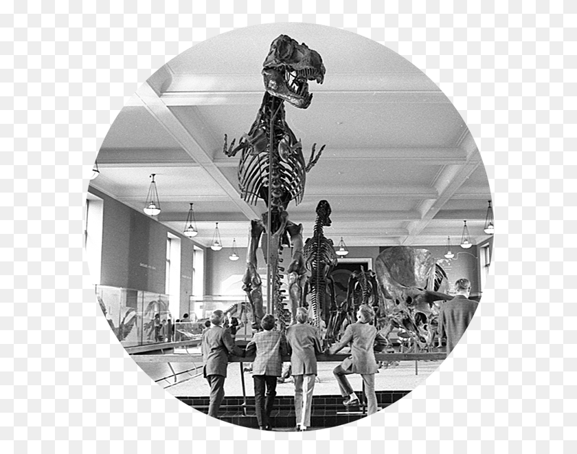 600x600 Скелет, Человек, Человек, Музей Hd Png Скачать