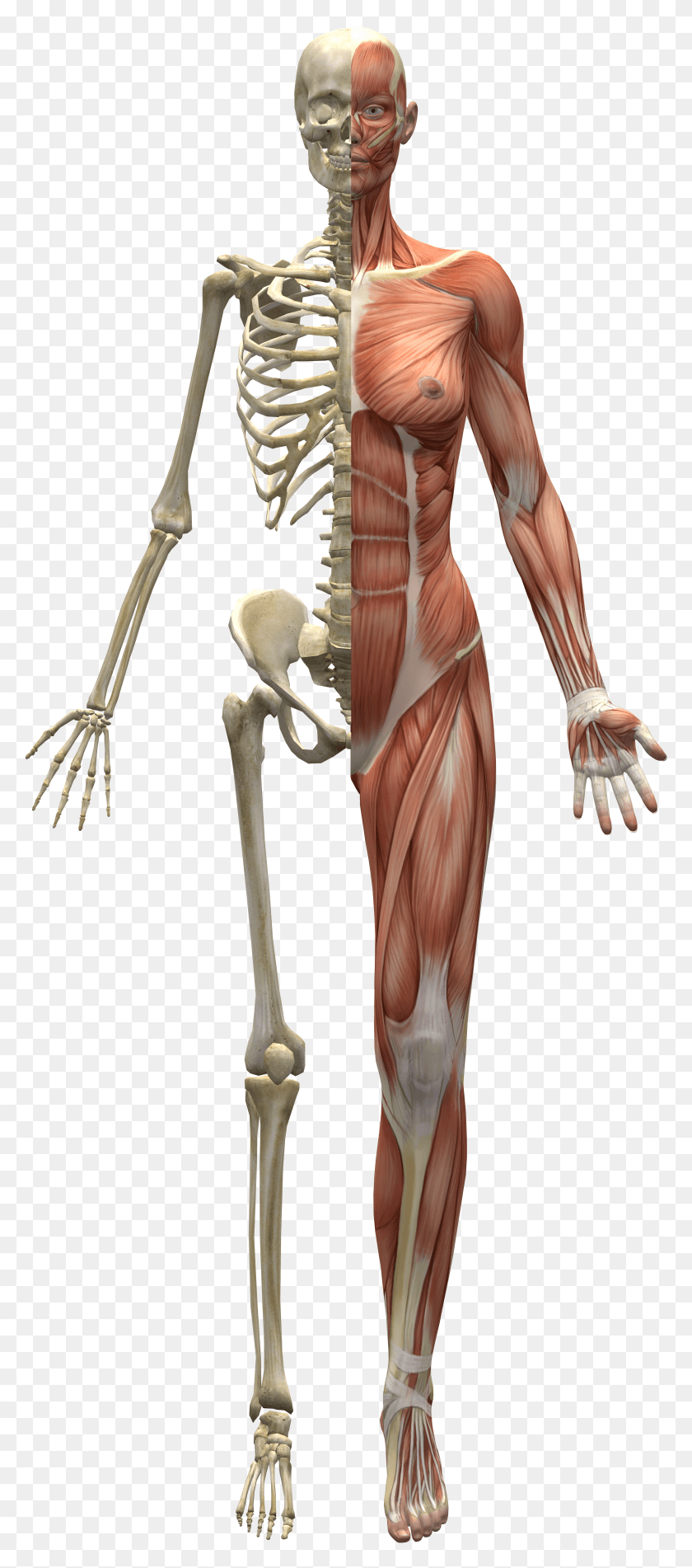 4102x9690 Skeleton And Muscles Our Skeleton HD PNG Download