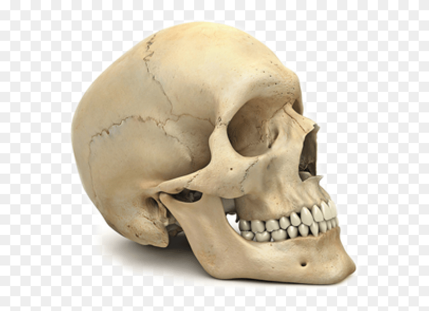 587x549 Skeleton Free Skull Of Human Body, Jaw, Helmet, Clothing HD PNG Download
