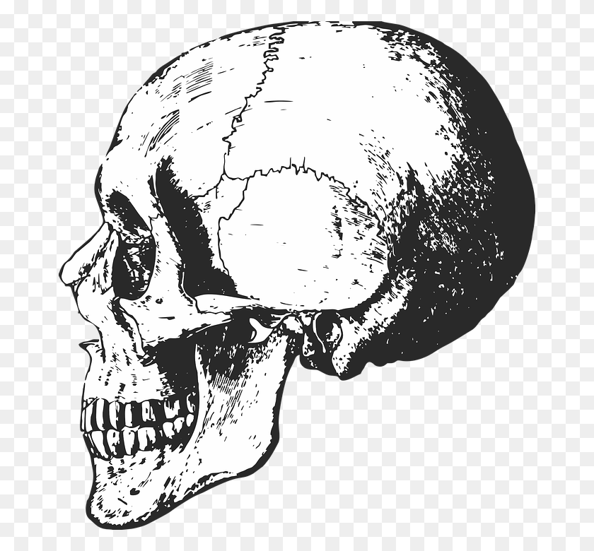 674x720 Skeleton Head Clipart Border Skull, Jaw, Person, Human HD PNG Download