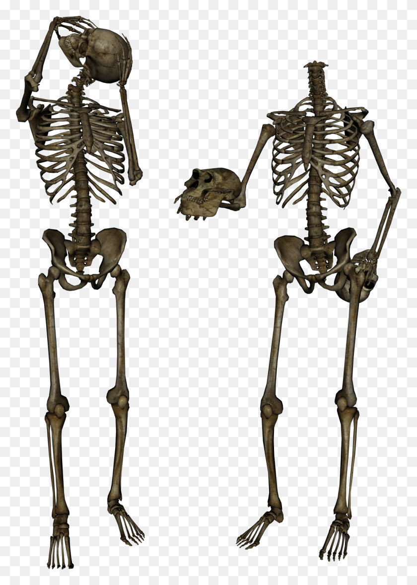 1309x1877 Png Скелет