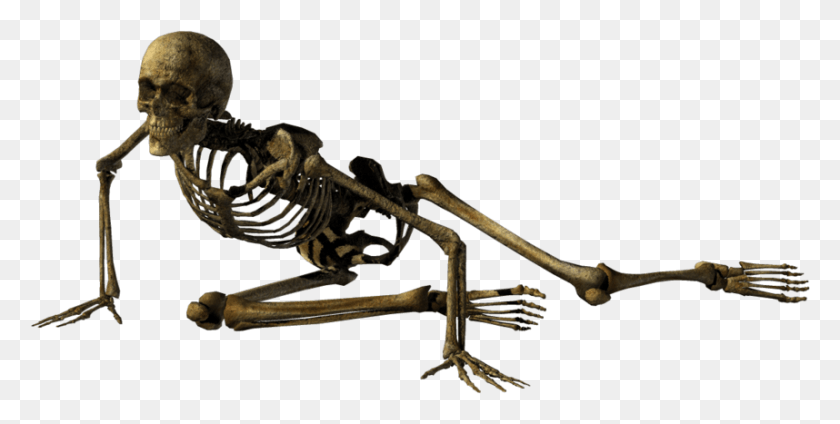 858x401 Skeleton Sitting Skeleton, Lizard, Reptile, Animal HD PNG Download